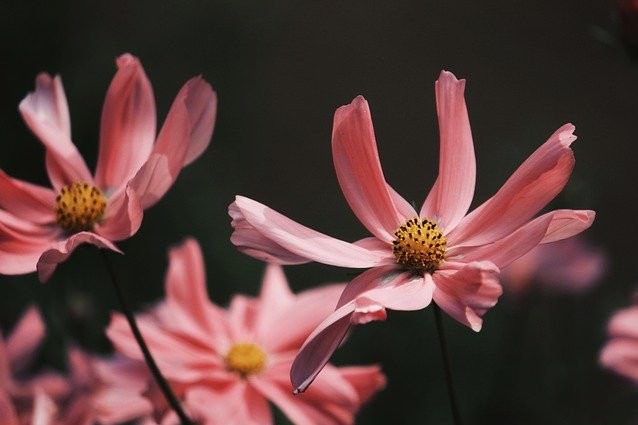 コスモスの花言葉は怖い 色や種類 秋桜