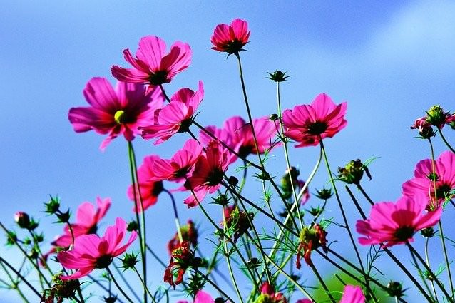 コスモスの花言葉 種類 花の色や特徴 秋桜