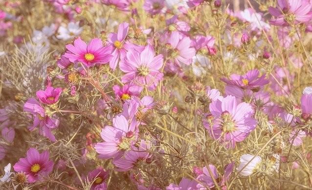 コスモスの花言葉は怖い 色や種類 秋桜