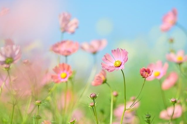 コスモスの花言葉は怖い 色や種類 秋桜