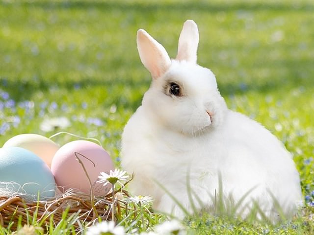 ドワーフホトは怖い かわいい うさぎ