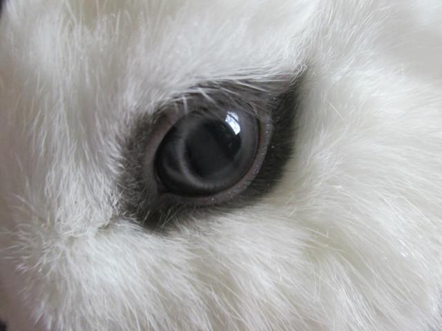 ドワーフホトは怖い かわいい うさぎ