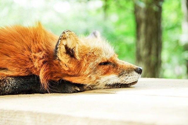 きつねかわいい 画像 写真18枚 狐
