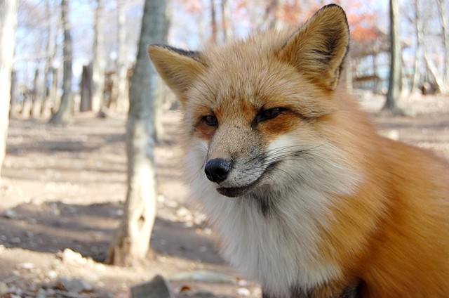 きつねかわいい 画像 写真18枚 狐