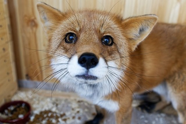 きつねかわいい 画像18枚 狐