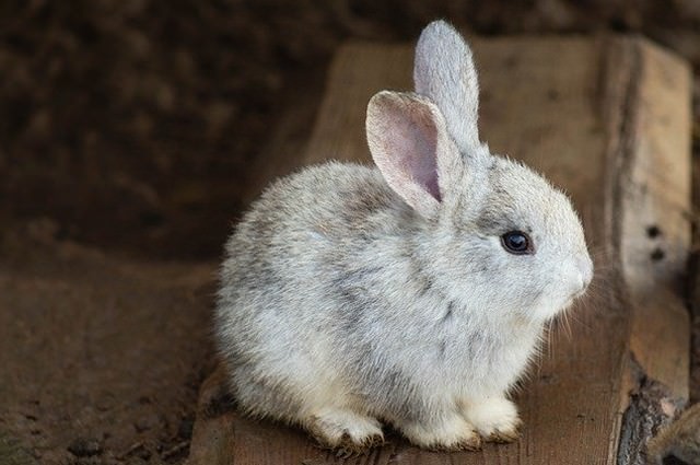 ミニウサギの大きさは うさぎの寿命や値段は
