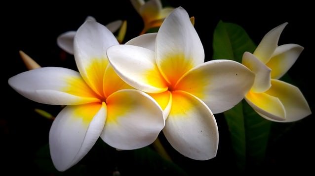 運命的な 咲く スタウト ハワイ 語 美しい 花 実質的 時計回り 商人