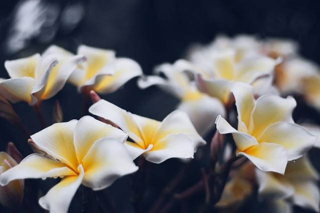 プルメリアの花言葉 意味 ハワイアンジュエリー