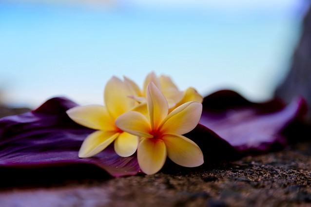 プルメリアの花言葉 意味 ハワイアンジュエリー