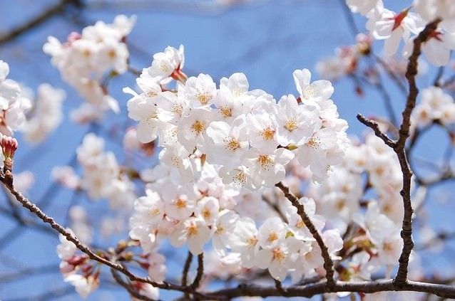 桜の花言葉 怖い 悲しい 意味や由来 種類別のサクラ