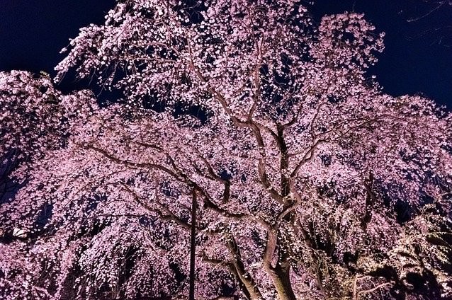 桜の花言葉は怖い 悲しい 種類別の意味