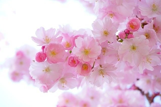 桜の花言葉は怖い 悲しい 種類別の意味