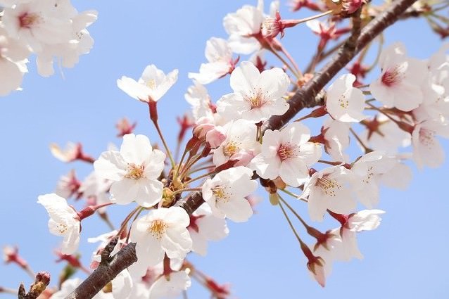 桜の花言葉 怖い 悲しい 意味や由来 種類別のサクラ