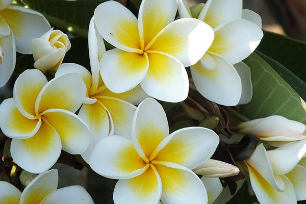 プルメリア雑貨18選 南国ハワイアンの花